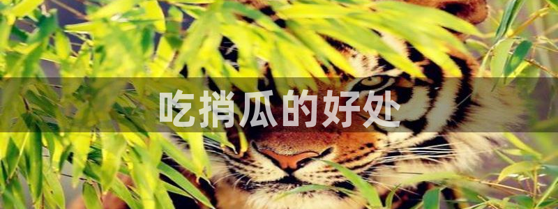51吃瓜群众路线